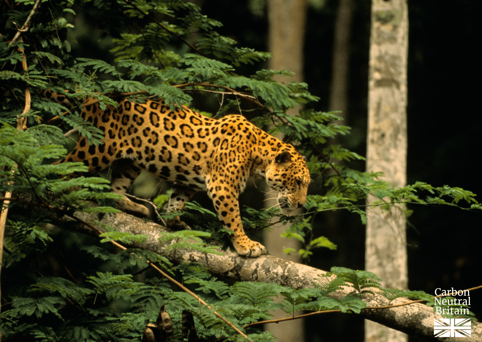 A jaguar in the Orinoco River Basin.