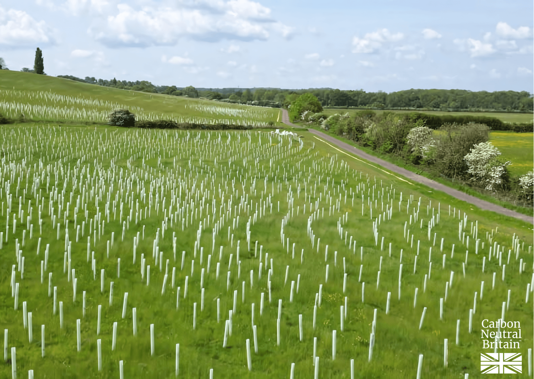 Native woodland in the UK's Marston Vale.