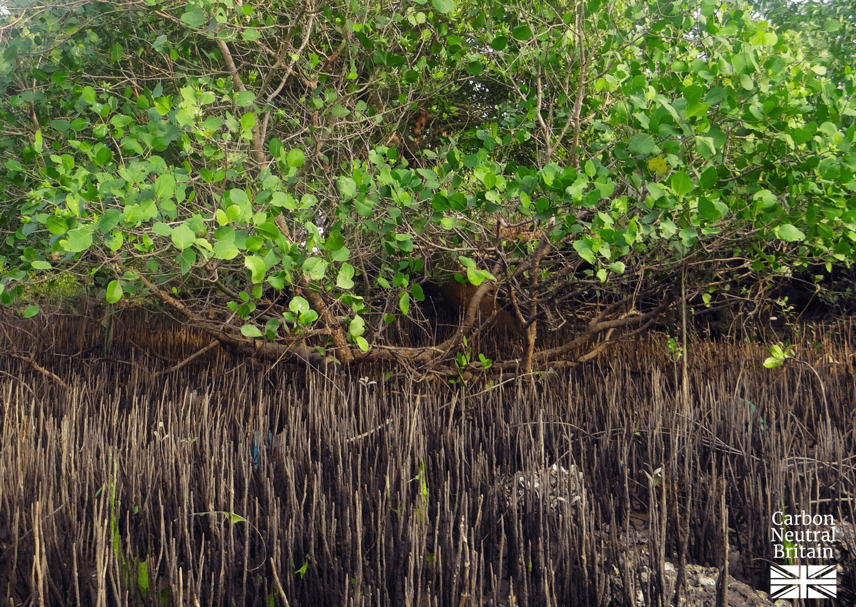Biodiversity and mixed reforestation in Costa Rica.
